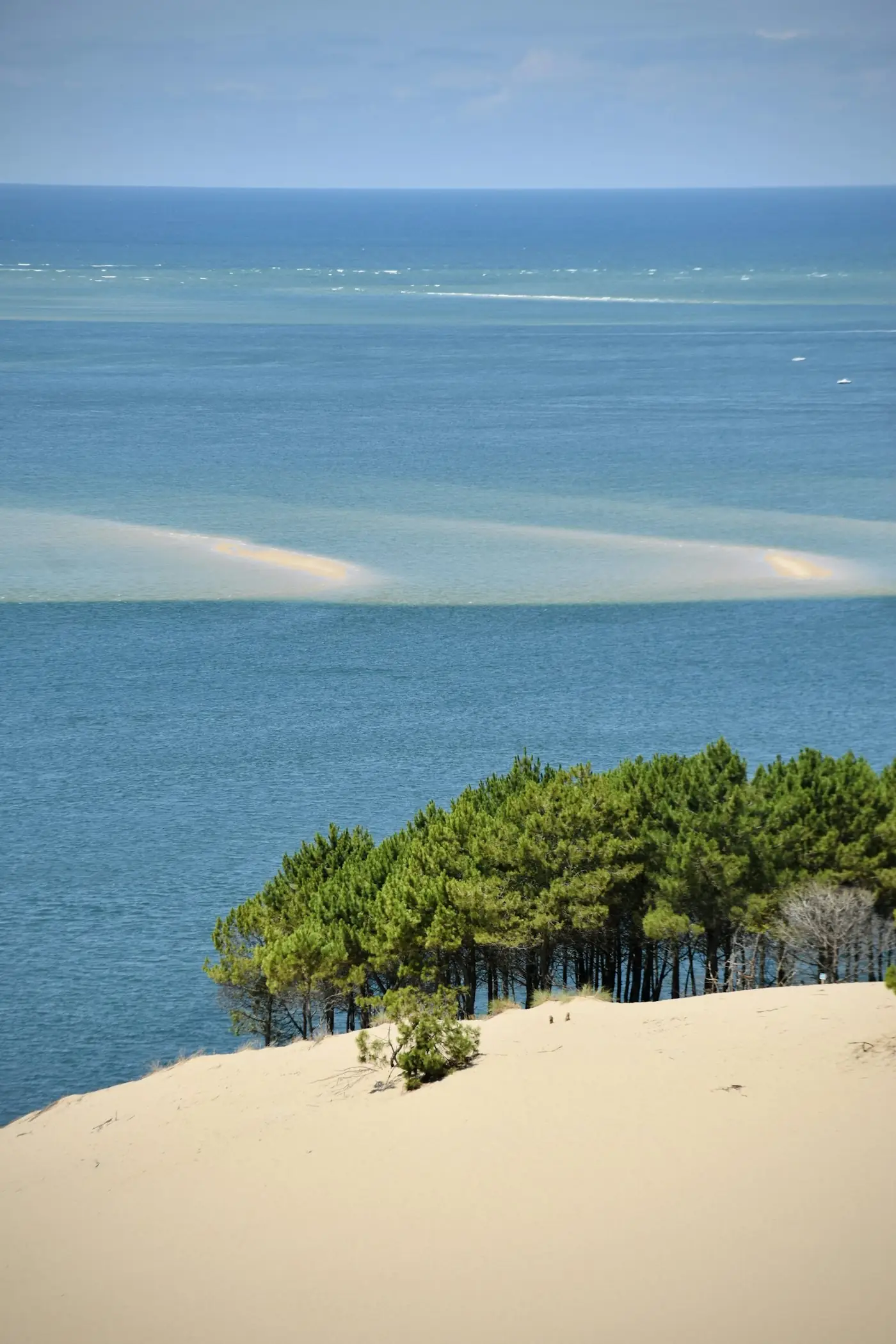 Moustique des marais