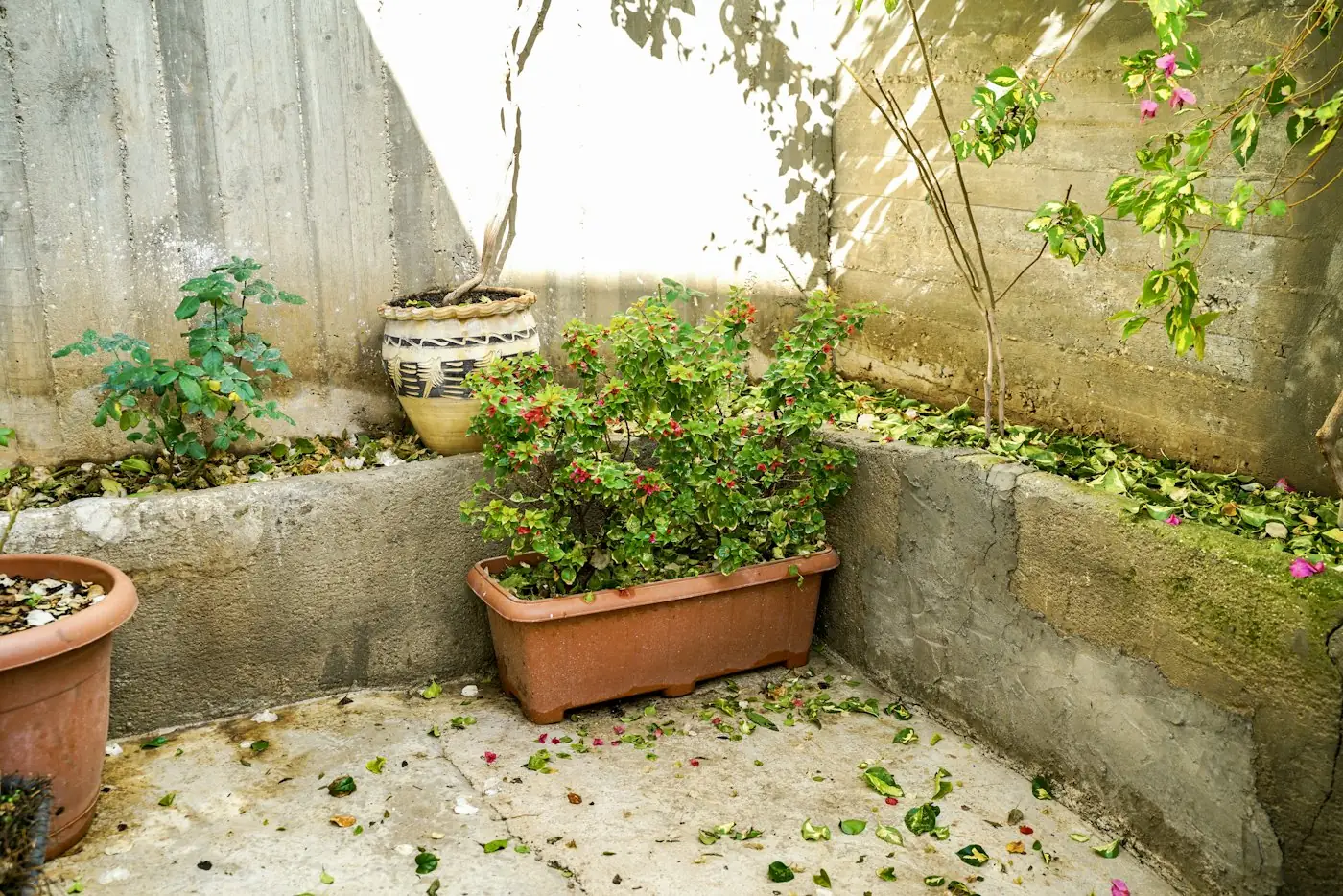 Pots de fleurs et soucoupes dans une cour, gîtes du moustique tigre à Le Bouscat