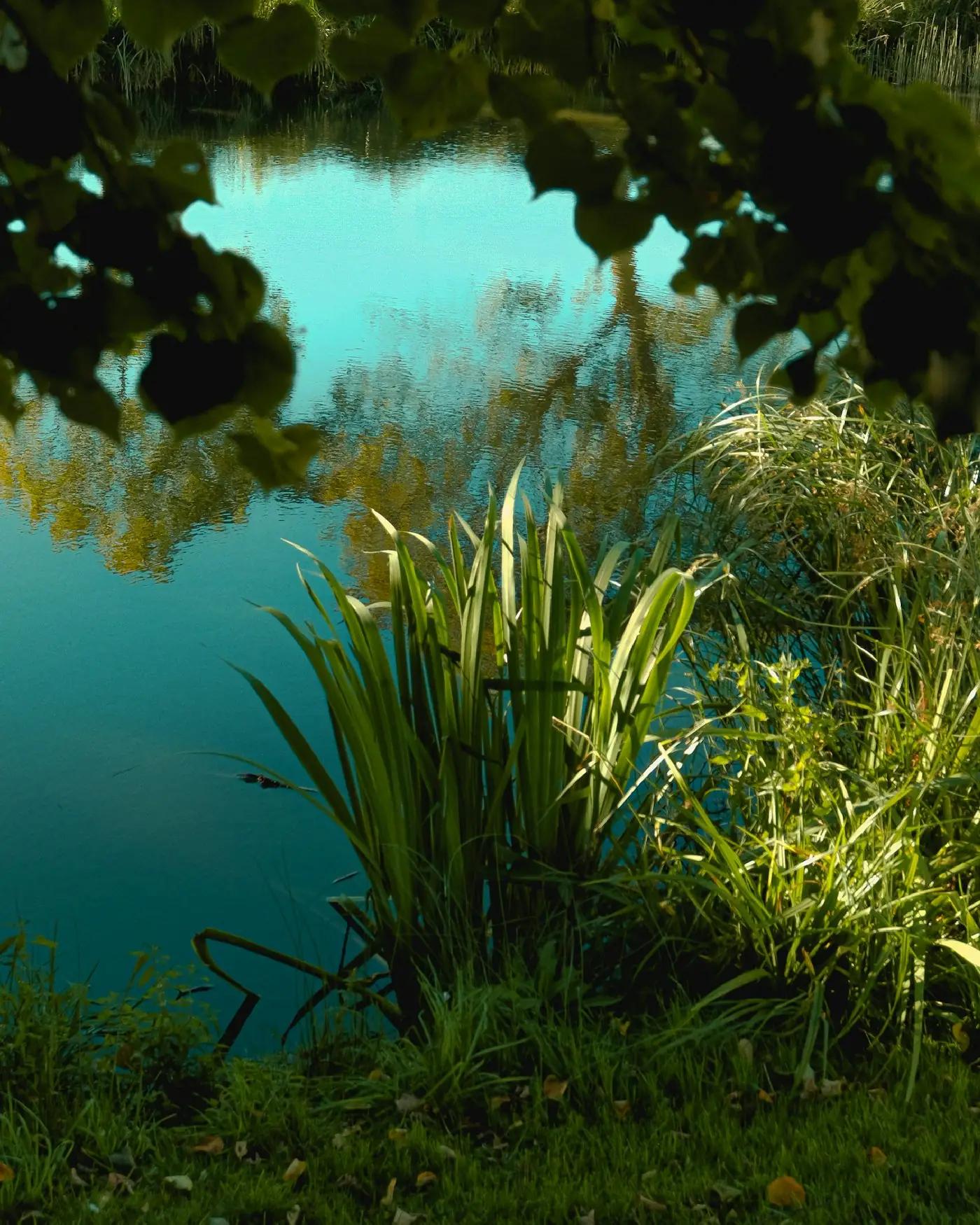 Eau stagnante dans un jardin girondin, lieu de ponte des moustiques