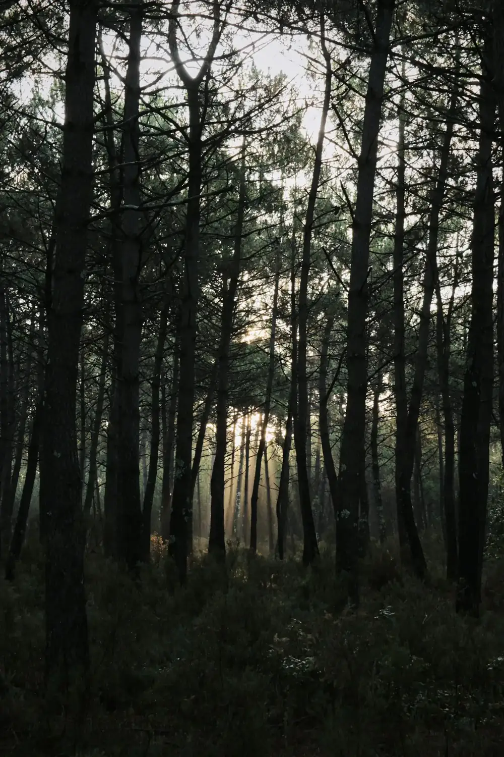 Sous-bois de pins en Gironde — traitement anti-moustique à Langon