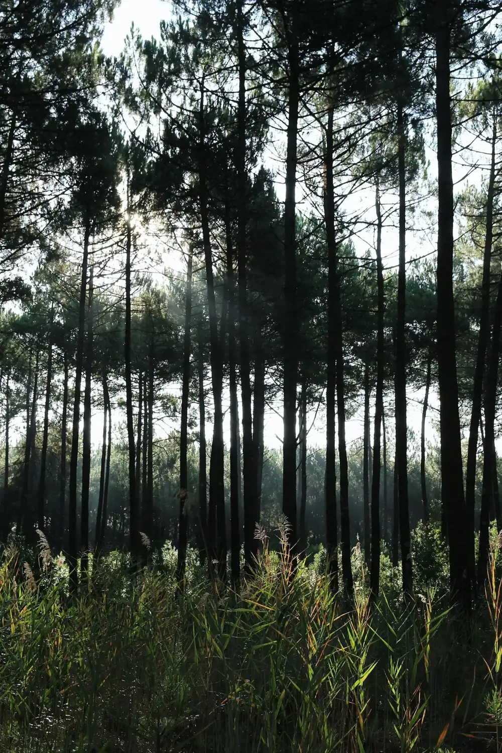 Forêt de pins du Médoc — traitement anti-moustique à Soulac-sur-Mer