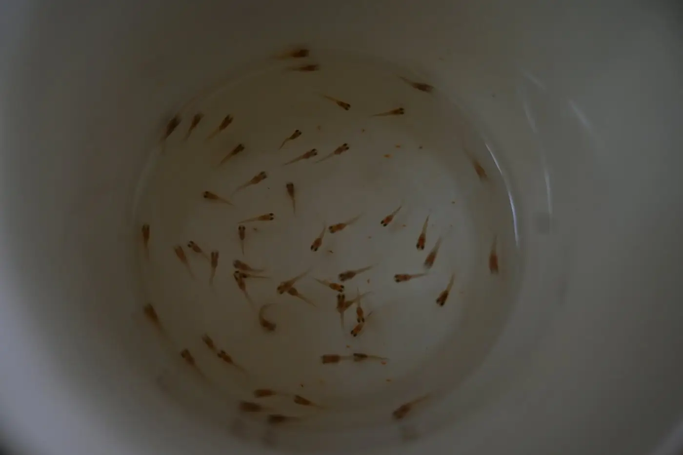 Larves de moustiques dans un récipient d'eau stagnante à Coutras