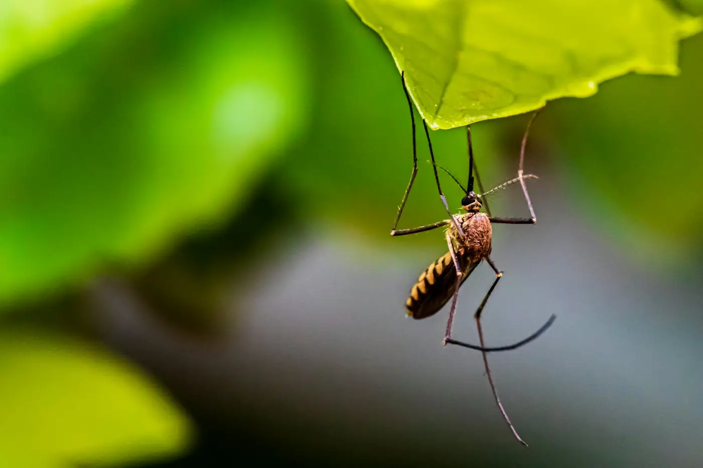 Moustique posé sur une feuille dans un jardin en Gironde