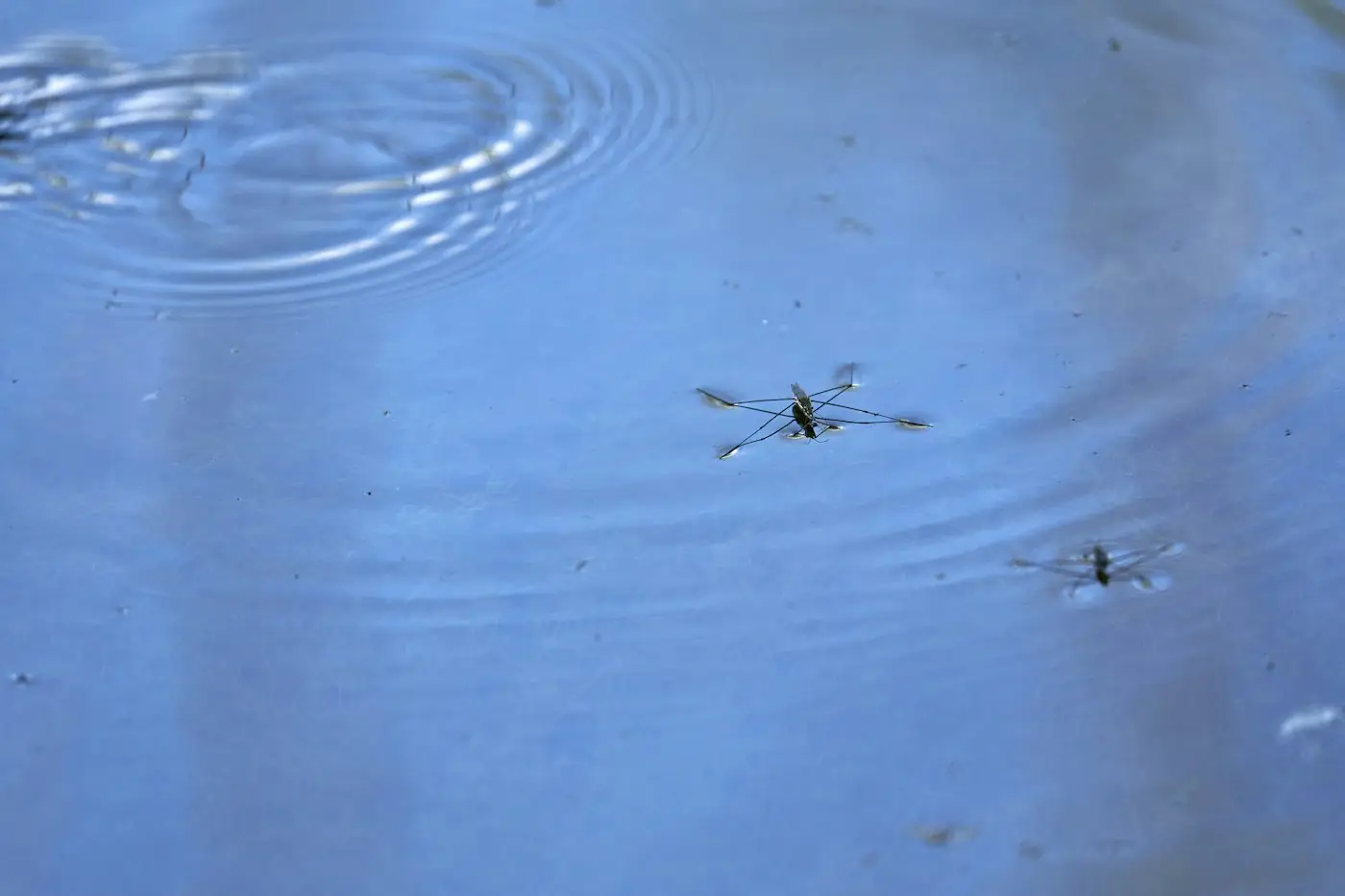 Moustiques posés à la surface d'une eau stagnante