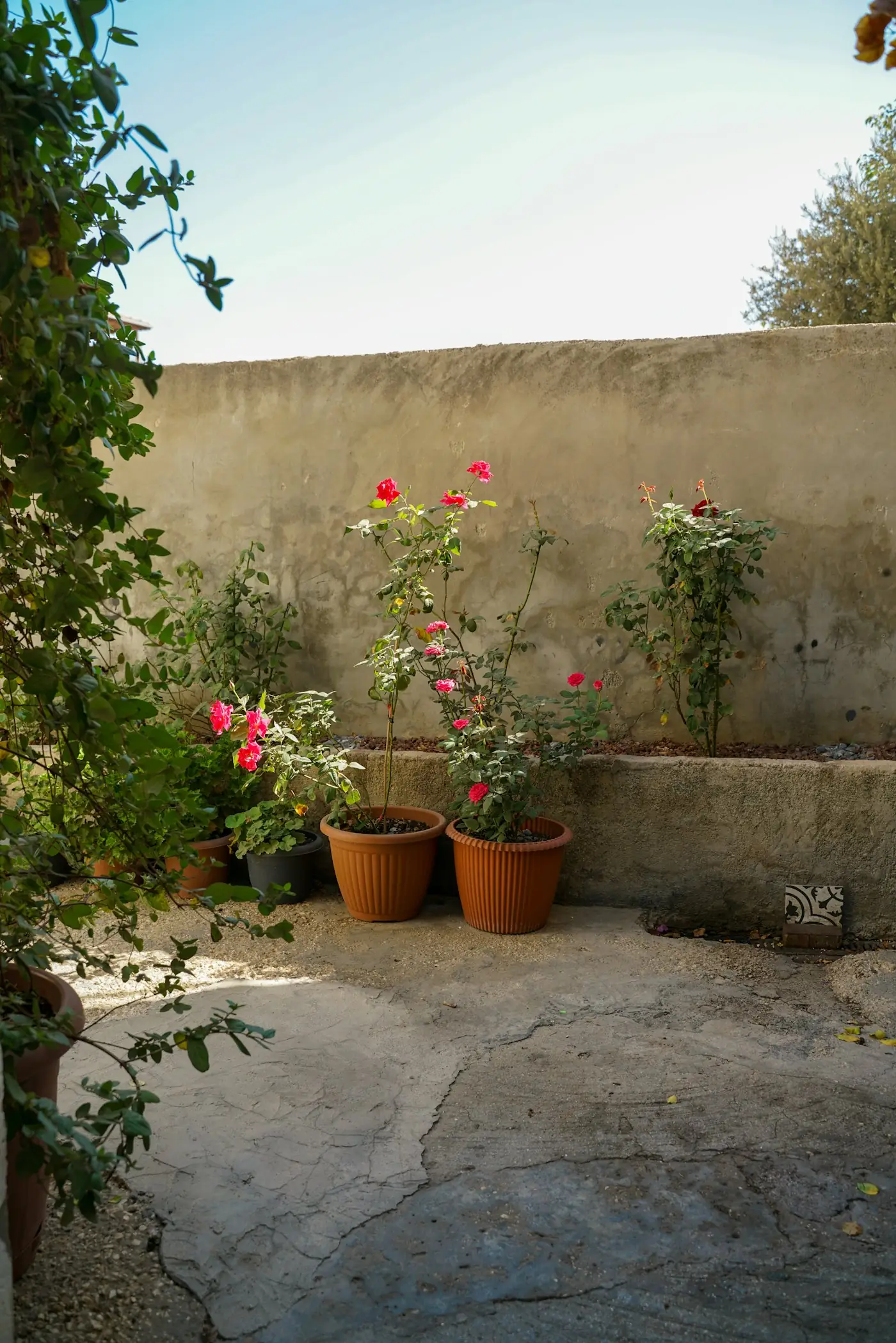 Pots de rosiers sur une terrasse, réceptacles d'eau d'arrosage