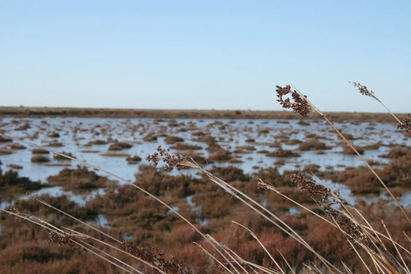 Prés salés et zones humides du Bassin — moustiques Bassin d'Arcachon